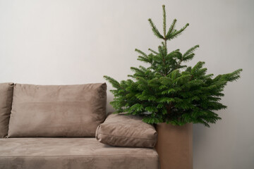 Small christmas tree indoor near couch in minimalist interior with copy space