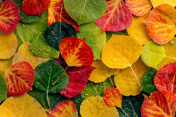 Colorful Aspen tree leaves on ground in morning sunlight