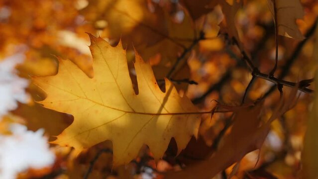 Vertical video. An autumn yellow leaf of a Canadian oak hangs on a branch illuminated by sunlight.