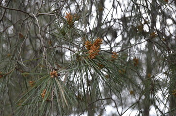 Macro pino marittimo aghi primo piano ramo verde