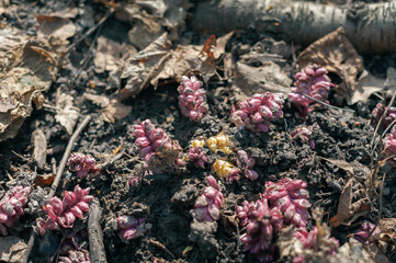 Toothwort flowers in forest