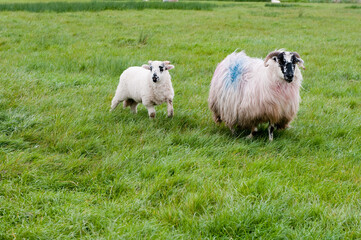 Fototapeta premium sheep and lambs running in field