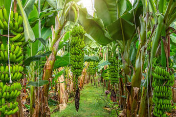 Banana farms and plantations inside greenhouses. Banana grass grown on an industrial scale. Palm trees with bunches of fruits ripening for sale on the market. - obrazy, fototapety, plakaty
