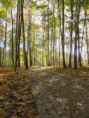 autumn in the forest