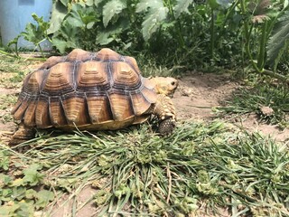 Naklejka premium Beautiful sulcata tortoise from africa