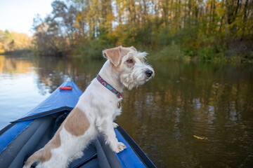 Dog Jack Russell Terrier stands on the bow of the kayak with his back to the viewer. Landscape with...