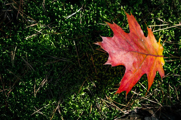 liść dąb czerwony na mchu cień kształt jesień