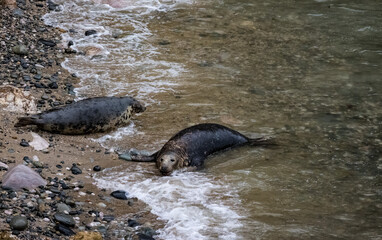 Grey seals on the beach and rocks. Penrhyn Bay, Irish Sea in Wales