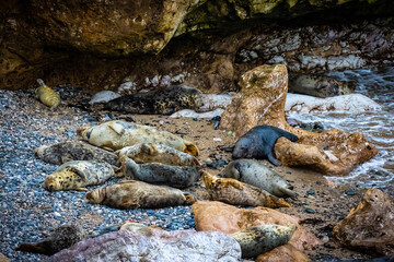 Grey seals on the beach and rocks. Penrhyn Bay, Irish Sea in Wales