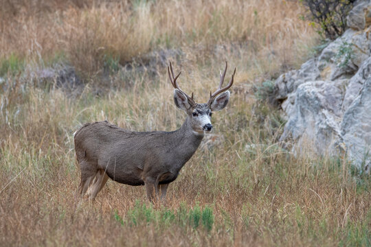 A wild mule deer in Colorado mountains.