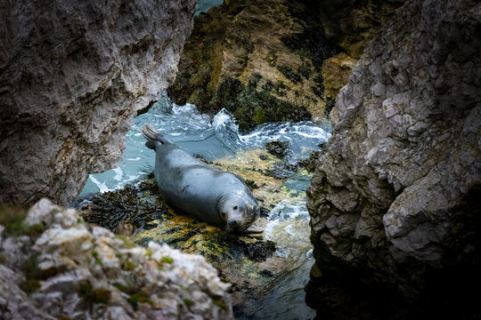 Grey seals on the beach and rocks. Penrhyn Bay, Irish Sea in Wales