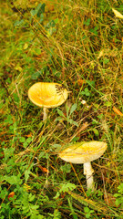 jesienne grzyby © Bartosz