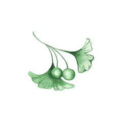 Watercolor ginkgo leaves set. Transparent green branch collection isolated on white. Health care alternative medicine plant. Realistic botanical illustration for wedding design