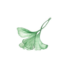 Watercolor ginkgo leaves set. Transparent green branch collection isolated on white. Health care alternative medicine plant. Realistic botanical illustration for wedding design