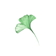 Fototapeta premium Watercolor ginkgo leaves set. Transparent green branch collection isolated on white. Health care alternative medicine plant. Realistic botanical illustration for wedding design