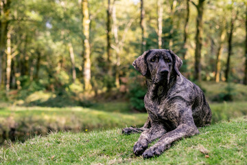 Sabujo Dog of the Serra do Soajo region in Portugal