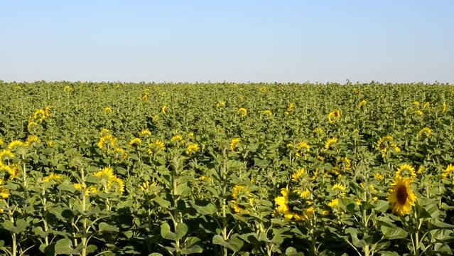 Huge field from sunflowers. Wind, field from sunflowers