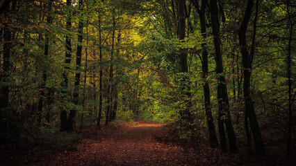 Obraz premium Enchanted Lovely Autumn Forest in the Fall of Saarland in Germany, Europe