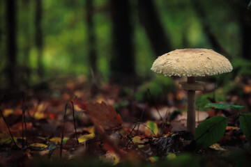 Little Mushroom Macro in the Forest Woods of the Saarland in Germany, Europe in Fall Autumn