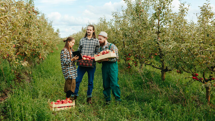 Front view 3 young people farmers men boxes hands woman a tablet examine apple fruits. Family...