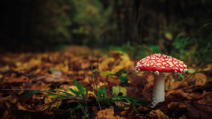 Little Mushroom Macro in the Forest Woods of the Saarland in Germany, Europe in Fall Autumn