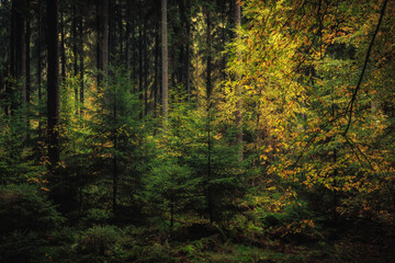 Enchanted Lovely Autumn Forest in the Fall of Saarland in Germany, Europe