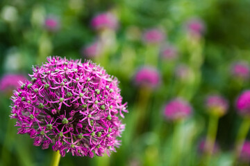 A Beautiful flowers in the park on nature background