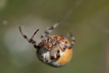 a brown garden spider (Araneus) with a large plump body hangs on a thin silk thread, against a...