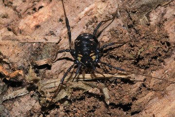 black eupnoi spider macro photo