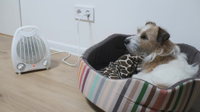 The electronic fan heater is turned on and pointed at a cute jack russell terrier in a dog bed at home. Problems with central heating.