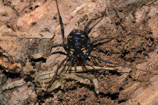 black eupnoi spider macro photo