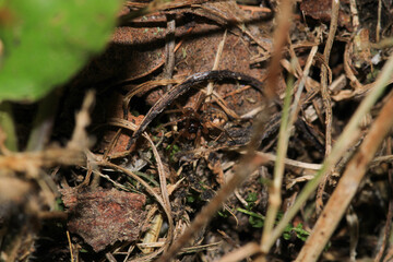 agelena labyrinthica spider macro photo