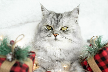 The cat is waiting for the holiday and gifts. Decor of red shiny Christmas balls, gifts in a checkered package with lights of a Christmas garland on a white fluffy soft background.