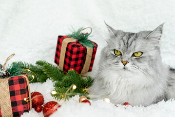 A sweet fluffy cat lies among the gifts for the new year. Decor of red shiny Christmas balls. The cat is waiting for the holiday and gifts. Merry Christmas and New Year 2023 concept