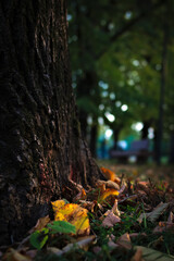 OCTOBER, THE MONTH OF CHANGE. YELLOW AND GREEN STILL PREVAILS, BUT RED IS PREPARING TO APPEAR