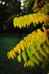 OCTOBER, THE MONTH OF CHANGE. YELLOW AND GREEN STILL PREVAILS, BUT RED IS PREPARING TO APPEAR