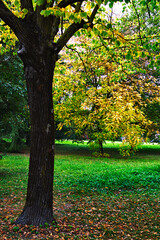 OCTOBER, THE MONTH OF CHANGE. YELLOW AND GREEN STILL PREVAILS, BUT RED IS PREPARING TO APPEAR