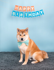 Red shiba inu 6 month old puppy posing on blue background decorated with flags 