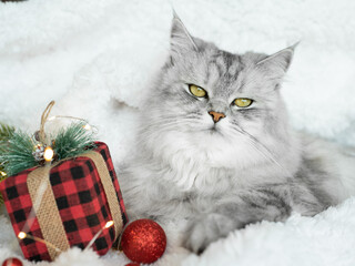 pet, cat, fluffy, funny, fur, new year, new, domestic, year, feline, home, portrait, white, festive, photography, xmas, indoors, adorable, happiness, lying, light, joy, paw, grey, humor, cozy, red, so
