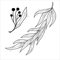 Illustration of willow twig. Eucalyptus branches with leaves. Contour vector illustration.