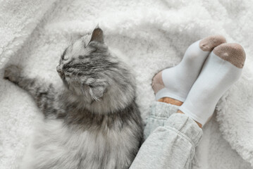Women's legs in socks on a white fluffy plaid, at home in a cozy winter season. Relax at home. A gray fluffy beautiful cat sits next to the legs. View from above