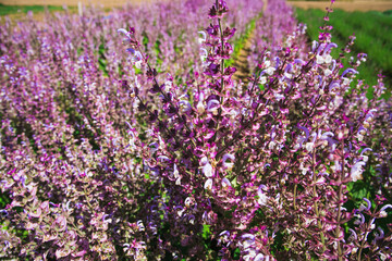 Fototapeta premium Bushes of clary sage (Salvia sclarea) bloom on a garden bed in the garden