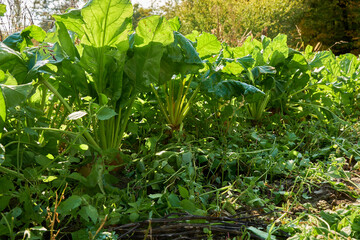 Large beet plants growing in garden on sunny day.