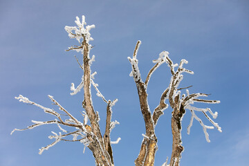 Ice Tree in the Kartepe Ski Center Winter Season, Kocaeli Izmit, Turkey