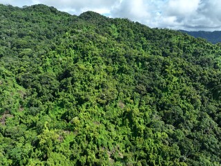 Obraz premium Aerial view close up of a lush green forest