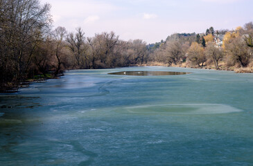 swans swim on the frozen lake