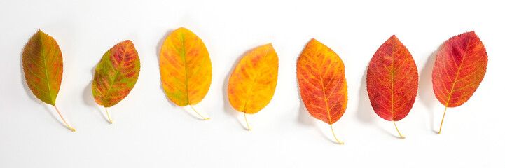 Autumn composition with fall leaves . Flat lay, top view, copy space.