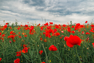 Field of blooming red poppies is swaying in the wind. Huge field of blossoming poppies.