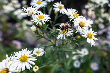 daisies in the garden with a bee
