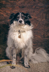 Portrait of the cute adorable black and white Border Collie female on dark background, animal concept